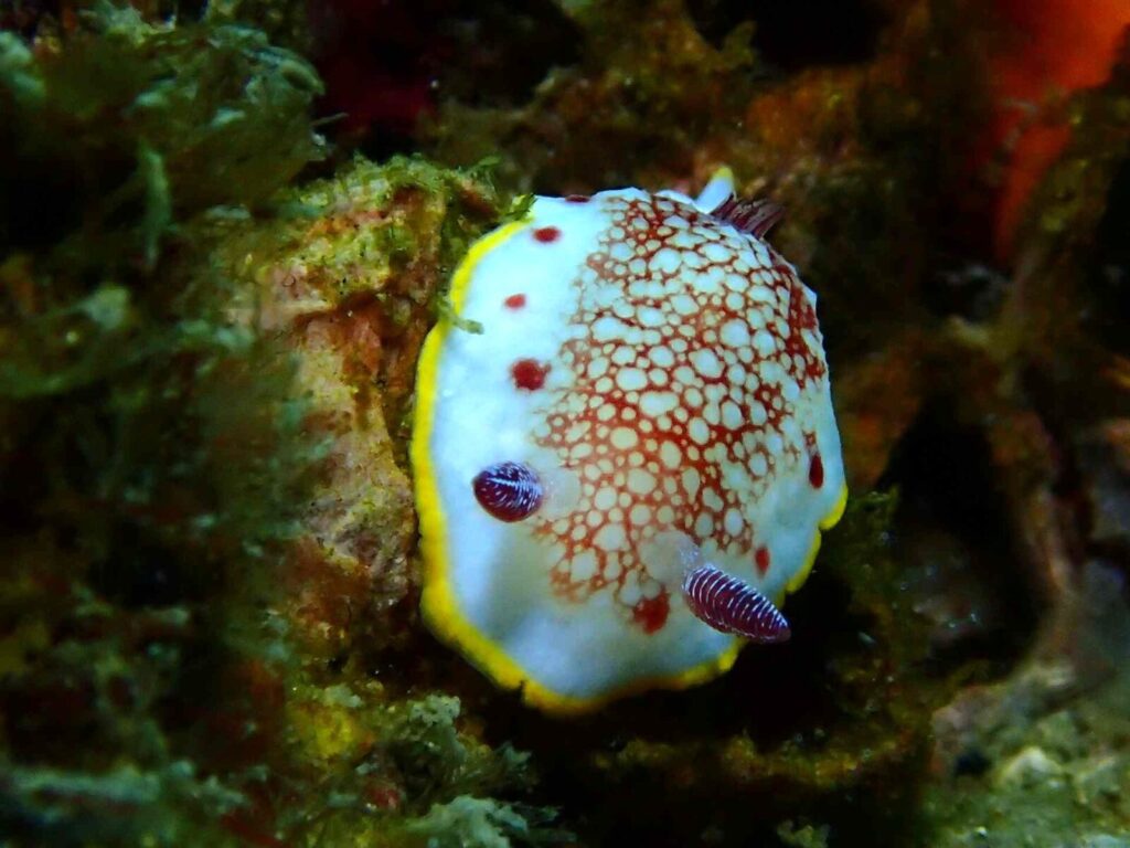 20260112辰口初潜り