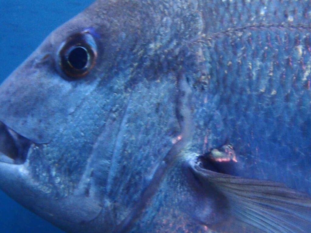 20260112辰口初潜り