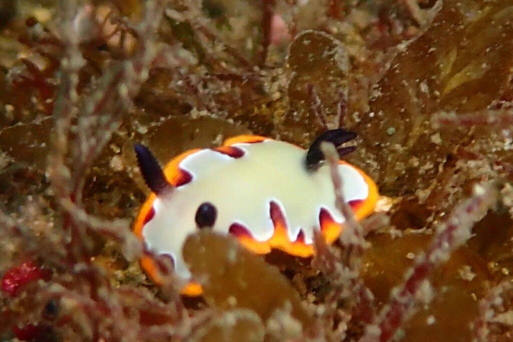 20260112辰口初潜り