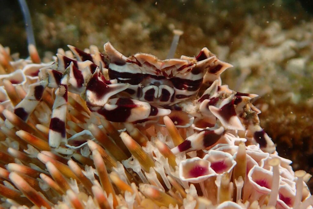 20260112辰口初潜り