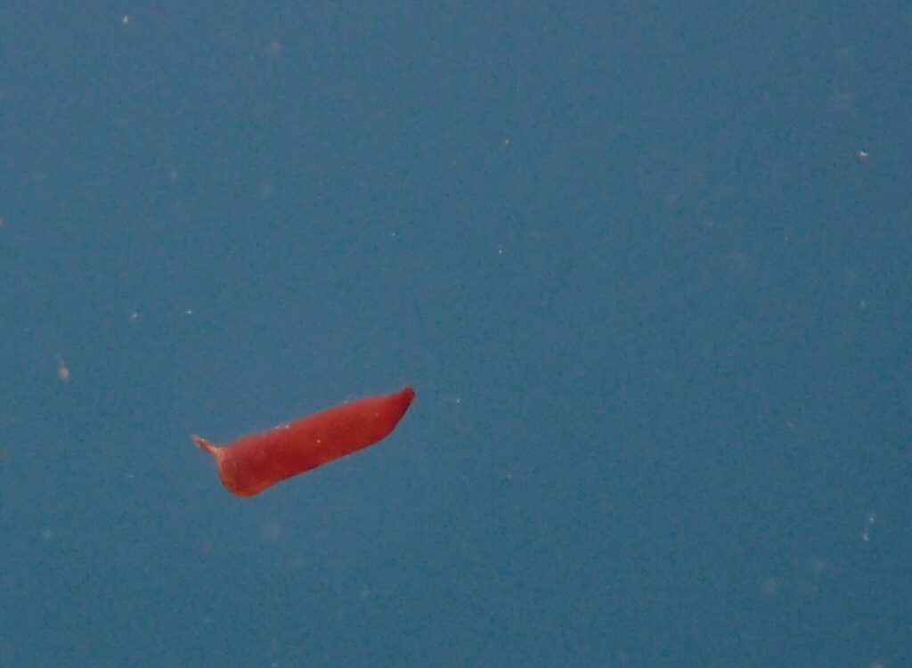 20260516恋の浦