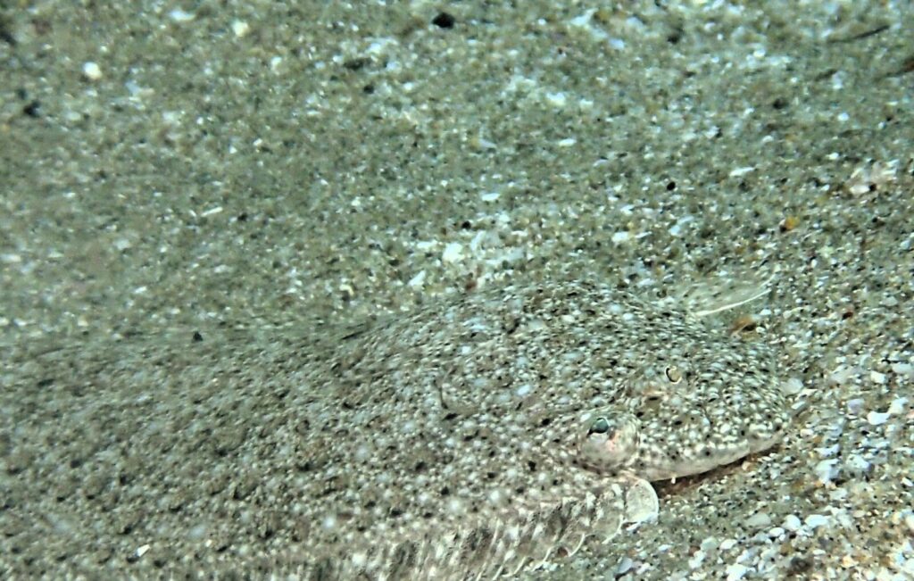 20260524恋の浦