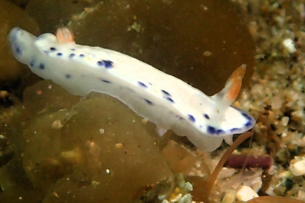 20260530恋の浦