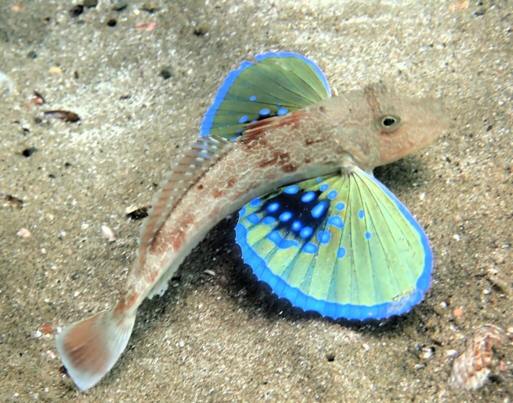20260606恋の浦