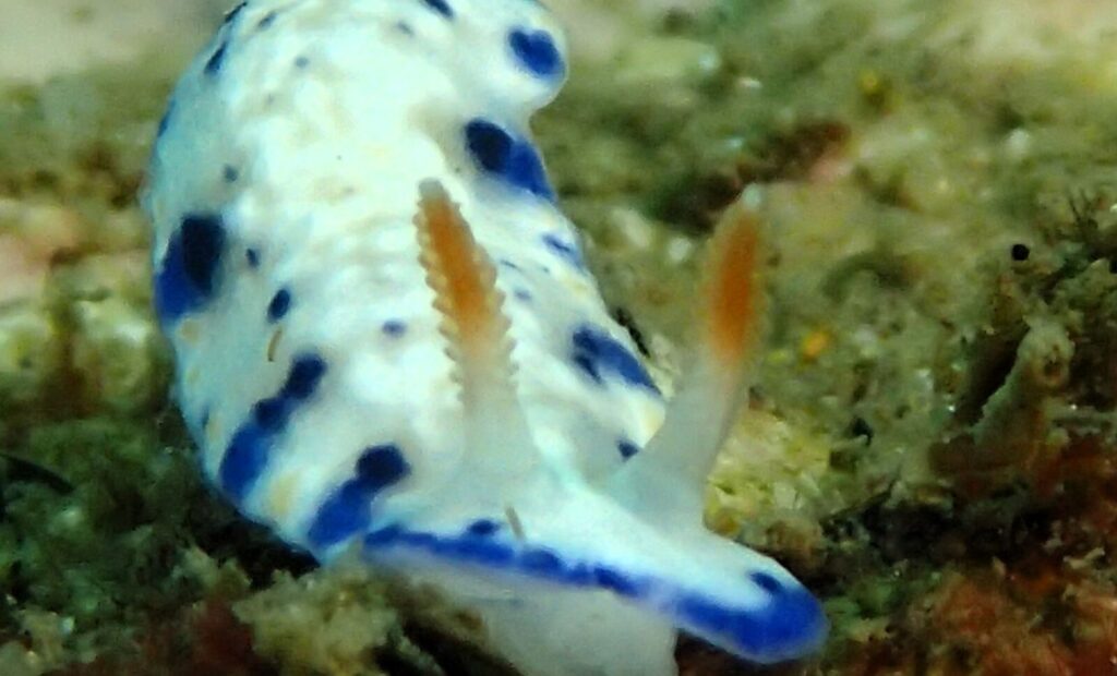 20260628恋の浦