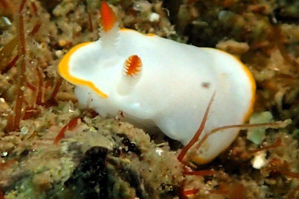 20260703恋の浦