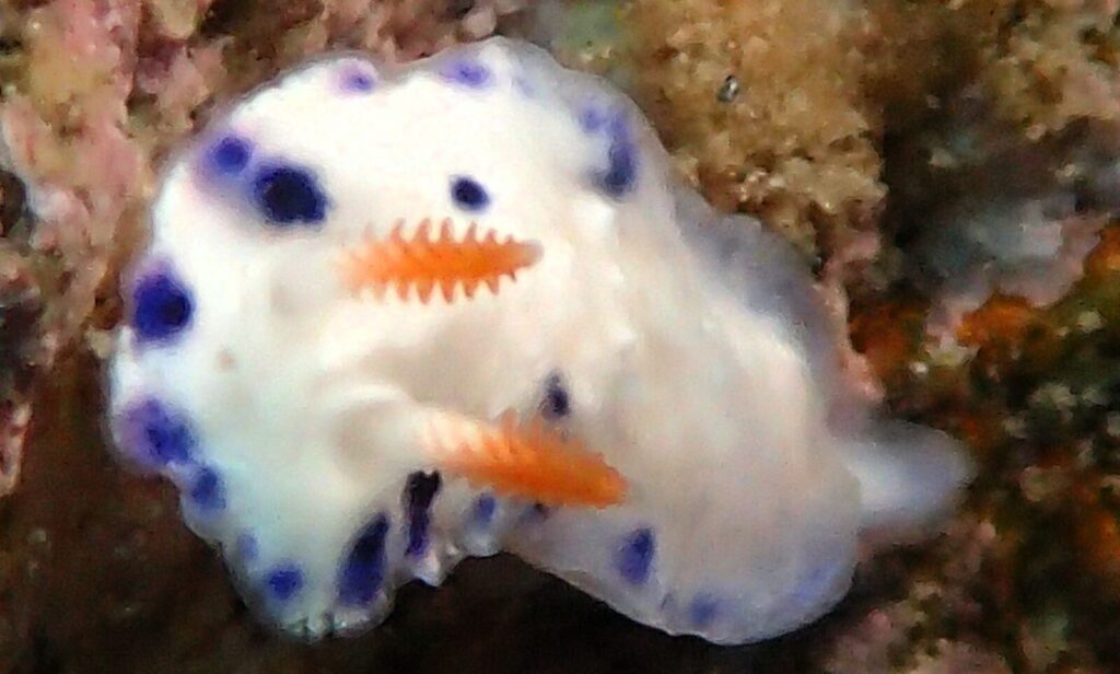 20260703恋の浦