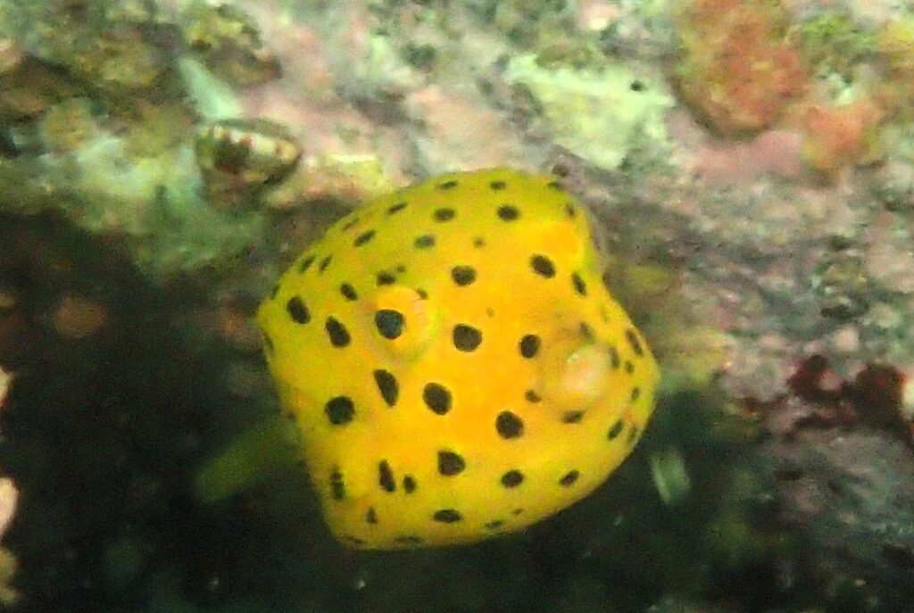 20260708恋の浦