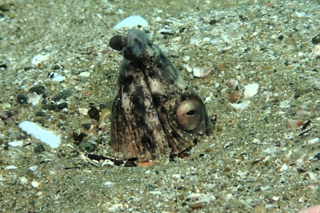 20260710恋の浦