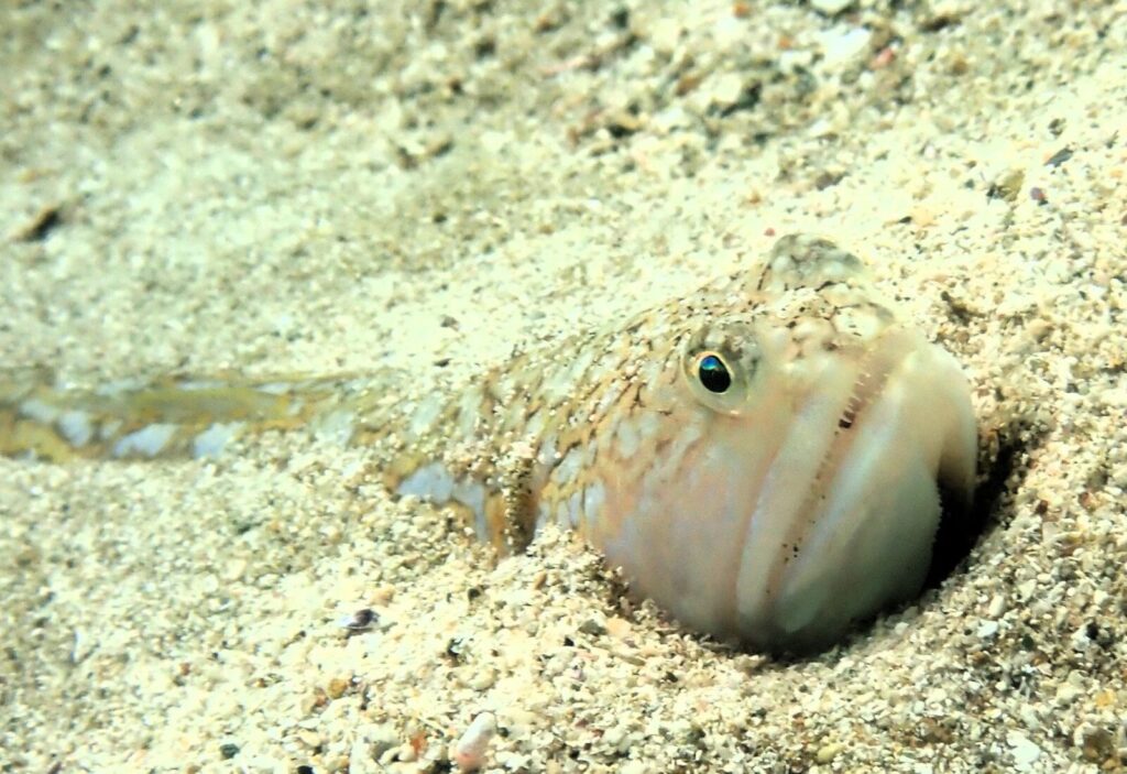 20260710恋の浦