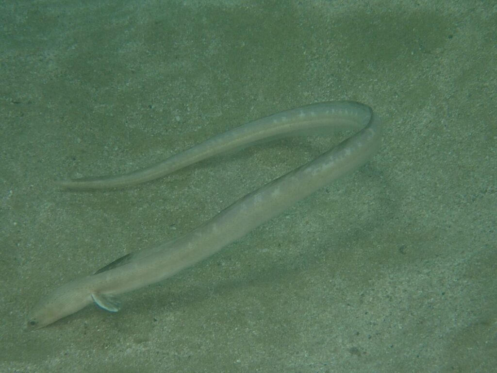 20260711恋の浦