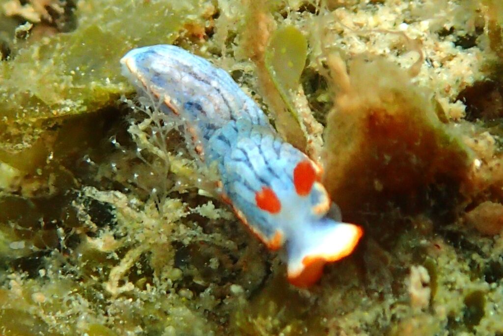 20260718恋の浦