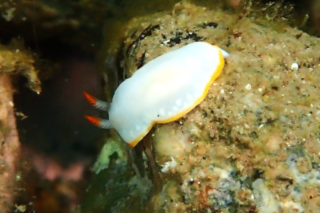 20260720恋の浦