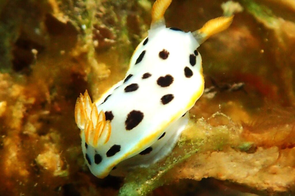 20260720恋の浦