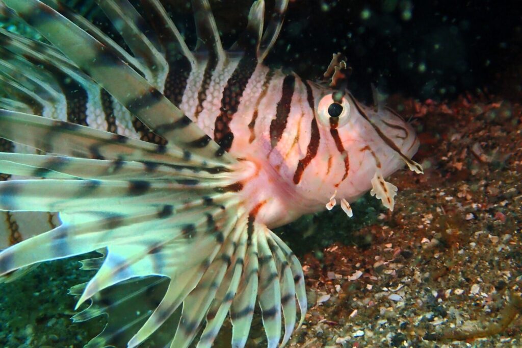 20260724ナイト