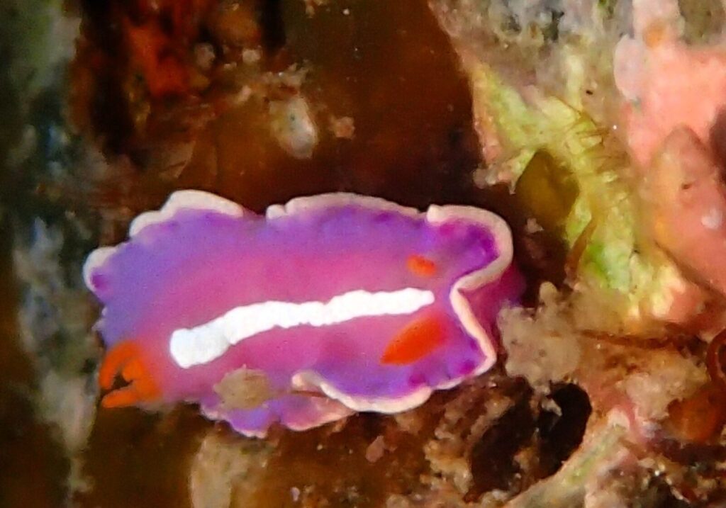 20260725恋の浦
