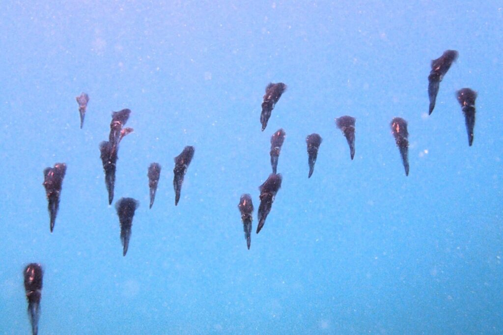 20260725恋の浦