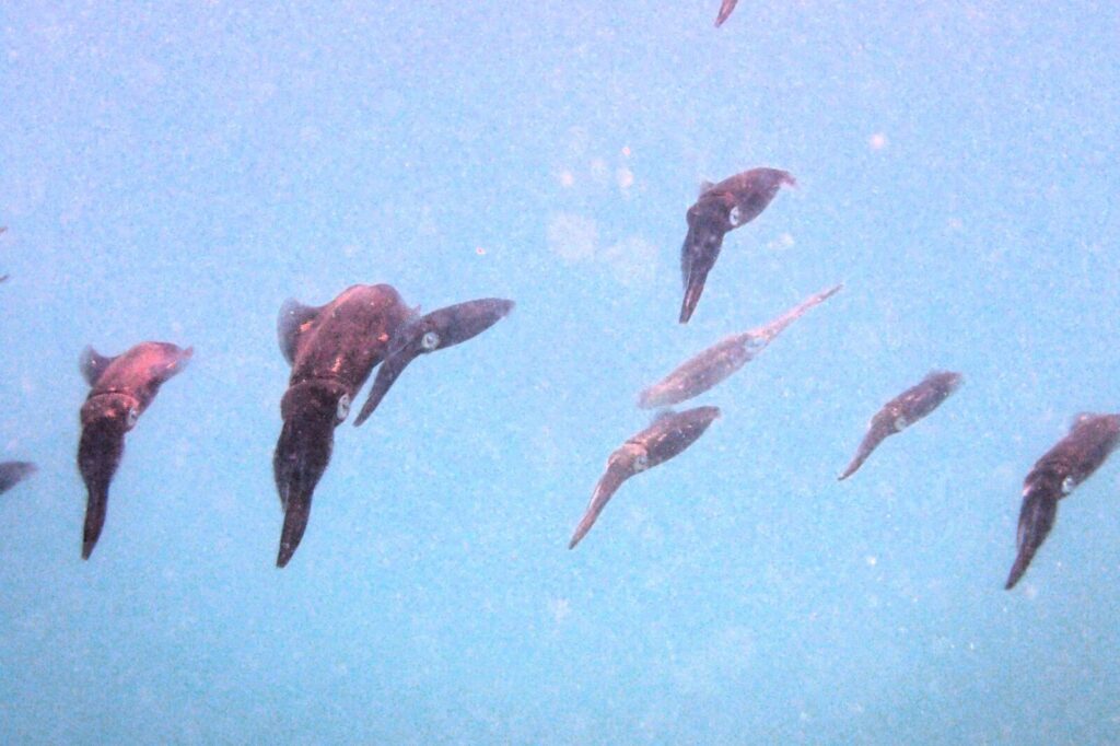 20260804恋の浦
