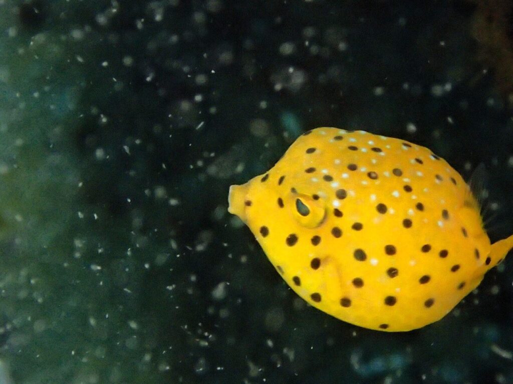 20260808恋の浦