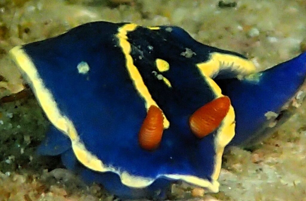 20260808恋の浦
