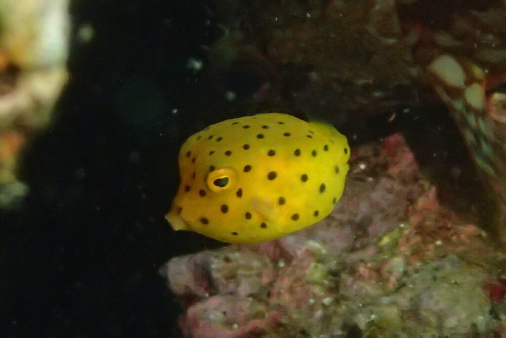20260809恋の浦