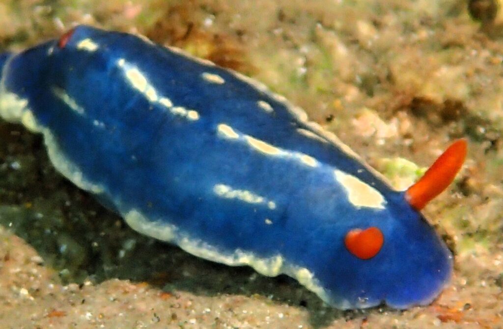 20260810恋の浦