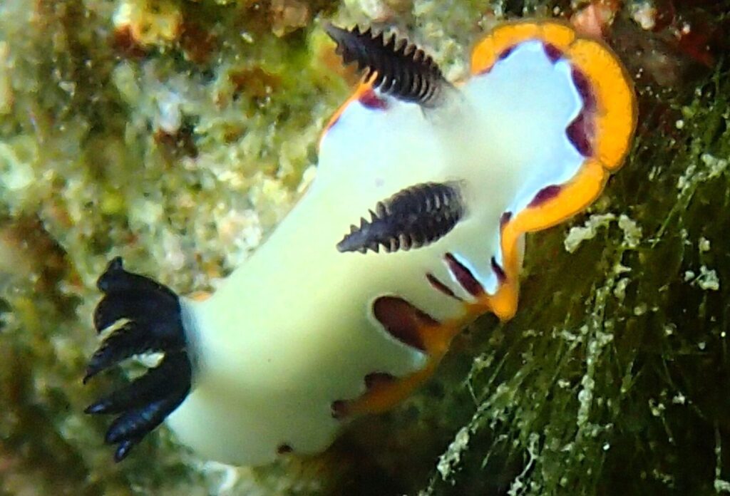 20260815恋の浦