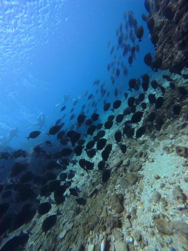 20260921徳之島