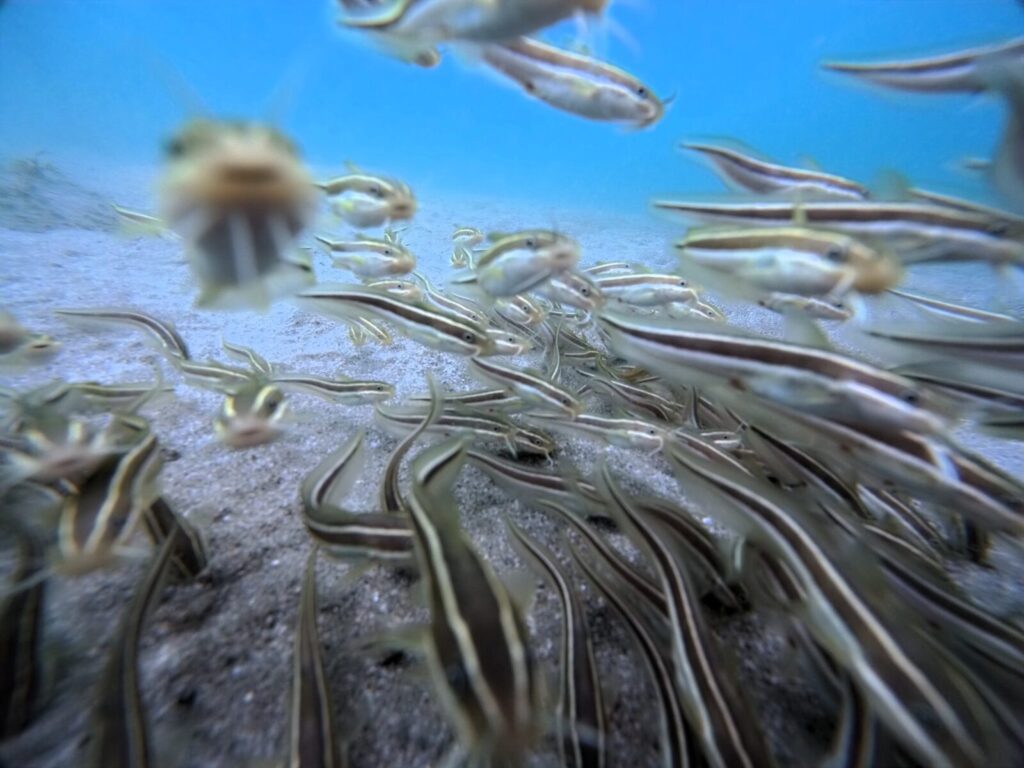 20260926恋の浦