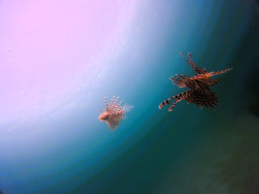 20261001恋の浦
