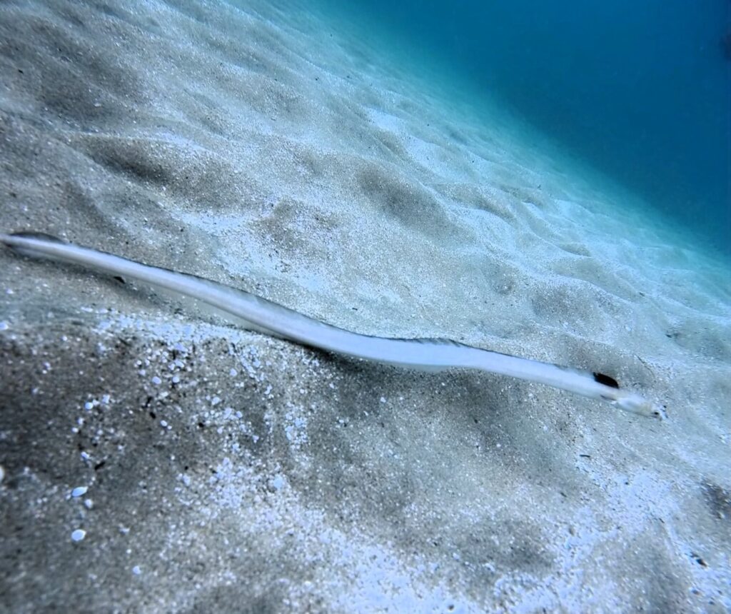 20261023恋の浦