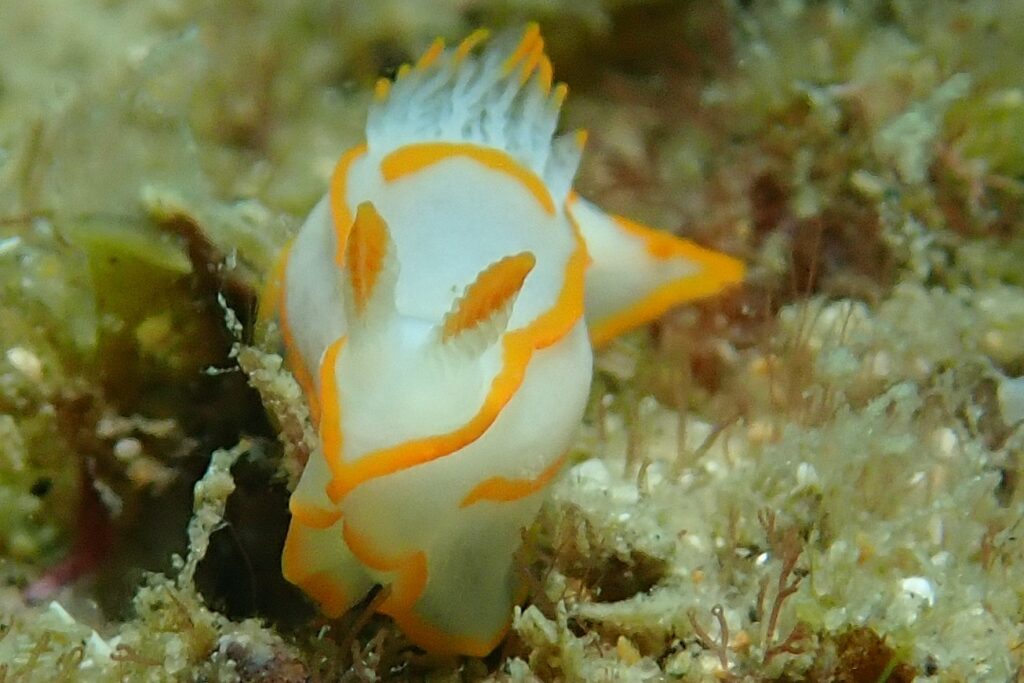 20261003恋の浦