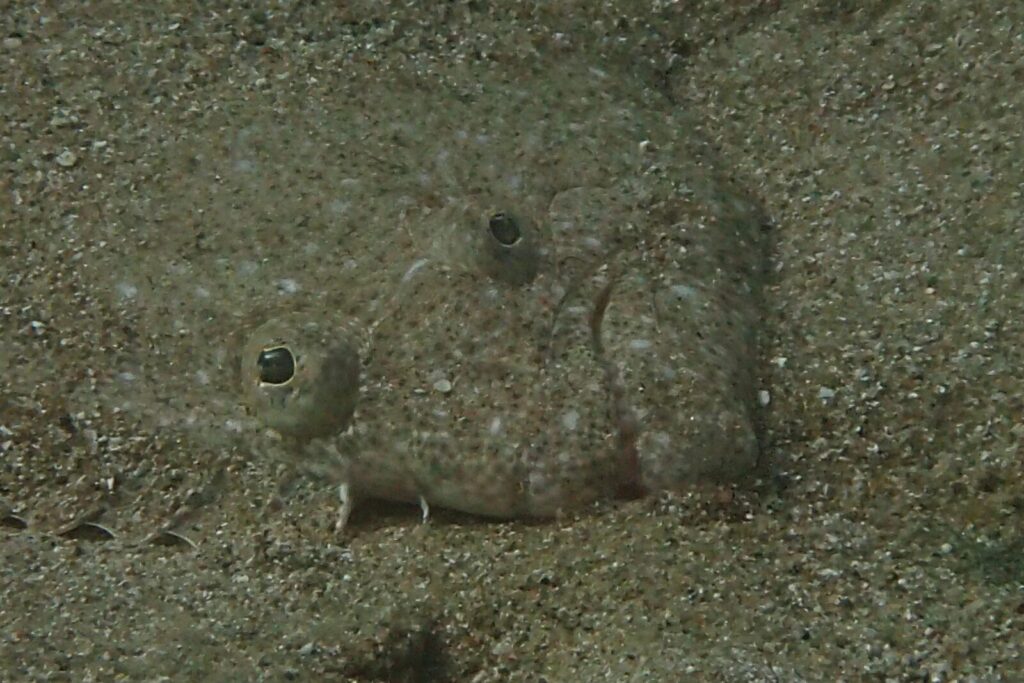20261011恋の浦