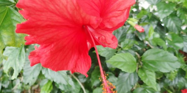 20180604iriomote009
